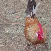 خروس