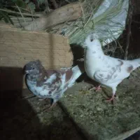 کبوتر|پرنده|طبس, |دیوار