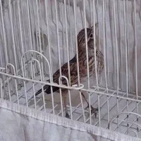 سهره خاکی وطرقه  وقناری جوجه قفس