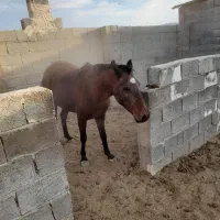 اسب مادیان|اسب و تجهیزات اسب‌سواری|فیروزآباد (فارس), |دیوار