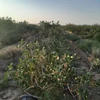 باغ پسته ثمری