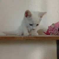 بچه گربه بازیگوش