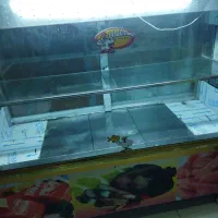 یخچال مرغ و ماهی|یخچال و فریزر|کرمان, |دیوار