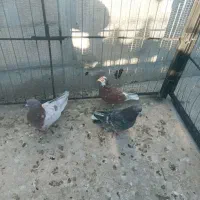 کبوتر غریب|پرنده|زنجان, |دیوار