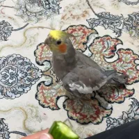 عروس هلندی گم شده ( یابنده مژدگانی دریافت میکنه )