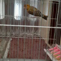 قناری نر شل سفت|پرنده|شاهین‌شهر, گزبرخوار|دیوار