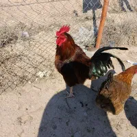 خروس معاوضه بامرغ