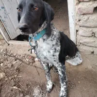 فروش جسی توله سگ مخصوصه دنبلان