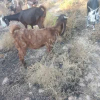 فروش بز