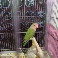 جوجه کوتوله