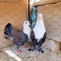 کبوتر.کله سفید جفتی|پرنده|مه ولات, |دیوار