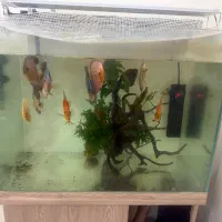 آکواریوم دیسکس با لوازم کامل