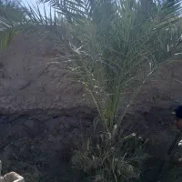 درخت مضافتی|گل و گیاه طبیعی|نرماشیر, |دیوار