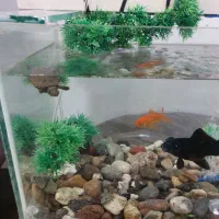 آکواریوم ماهی