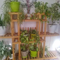 گل با گلدان|گل و گیاه طبیعی|خرمدره, |دیوار