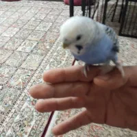 یک مرغ عشق گم شده آبادان در کوی کارگر