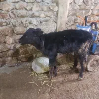 گاو با گوساله|حیوانات مزرعه|کالپوش, |دیوار