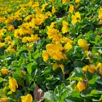 گلخانه تولید بنفشه. سبدی ، کلی و جزئی|گل و گیاه طبیعی|مشهد, میان ولایت|دیوار