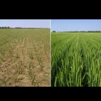 کود ارگانیک مخصوص گندم/جو/کلزا و باغات