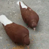 کبوتر جفت سرخ دم سفید