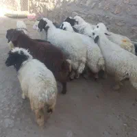 بره دوبری کاور