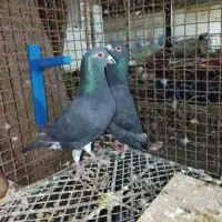 کبوتر|پرنده|ایرانشهر, |دیوار