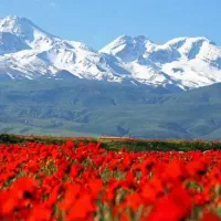 عسل طبیعی دامنه سبلان|عمدهفروشی|مشگین شهر, |دیوار