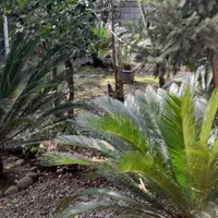 اجاره روزانه/هفتگی/ ویلا ۷۰ متری|اجارهٔ کوتاهمدت ویلا و باغ|رامسر, |دیوار