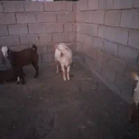 کهره نر|حیوانات مزرعه|میناب, |دیوار