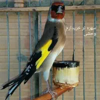 سهره نر تازه گیر