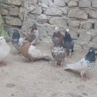 کبوتر|پرنده|زابل, |دیوار