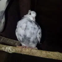 جوجه قلاقی سرور. باخت رفته 3 ماه پیش