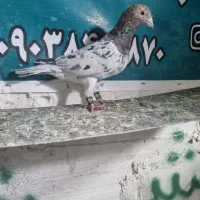 کلهما ماده  درجه یک