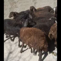 بره ماده