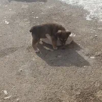 پاکوتاه دوماهه|سگ|مراغه, |دیوار