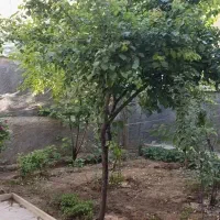 خانه اجاره ای