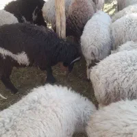 سلام بره چاق به فروش می رسی