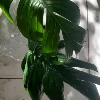 کنتیا .سیکاس.برکین ،پتوس ارتشی.تخفیف|گل و گیاه طبیعی|مشهد, حسابی جنوبی (شهرک غرب)|دیوار