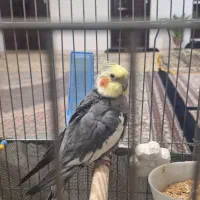 عروس هلندی نر سخنگو|پرنده|هرسین, |دیوار