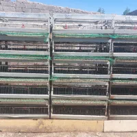 قفس بلدرچین