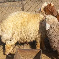 بره قورچ داشتی|حیوانات مزرعه|فیروزآباد (لرستان), |دیوار