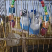 رو عدد طوطی برزیلی فروشی