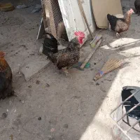 خروس پلیموت