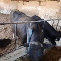 گوساله نر