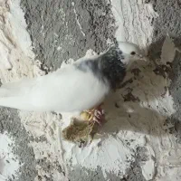 کفتر