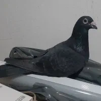 کبوتر زاغ و جوجه هاش|پرنده|دزفول, |دیوار