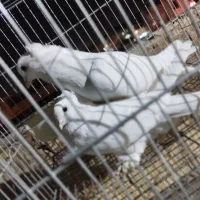 کبوتر|پرنده|قم, ولیعصر|دیوار