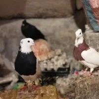 طوقی|پرنده|نورآباد ممسنی, |دیوار