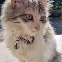 گمشده|حیوانات|چاف و چمخاله, |دیوار