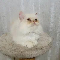گربه پرشین کارملی|گربه|گرگان, |دیوار